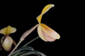 Paphiopedilum helenae Huntington's Jellybean HCC/AOS 77 pts. side view